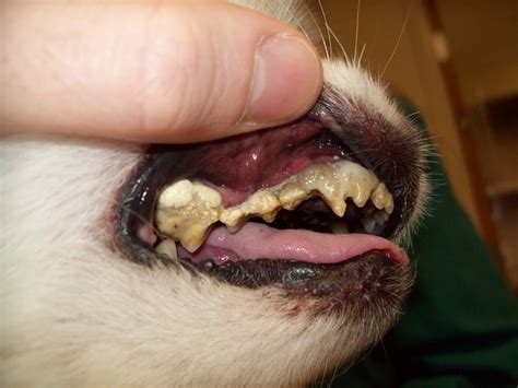 Severe Periodontal Disease In A Small Breed Dog Perio Dz Grade Iv