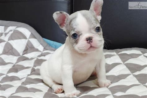 We care for and provide high quality and registerable french bulldogs, at a price that average dog lovers can afford. Ace: French Bulldog puppy for sale near North Jersey, New ...