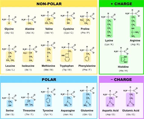 Amino Acids Bioninja Biochemistry Notes Chemistry Lessons Study