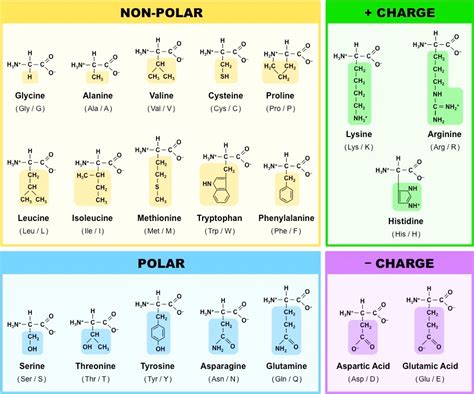 Amino Acids BioNinja Biochemistry Notes Chemistry Lessons Study