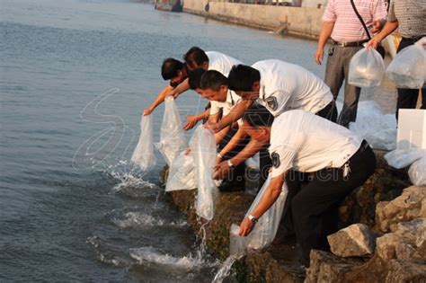 Fish Fry Freed To Rehabilitate Bohai Sea Cn