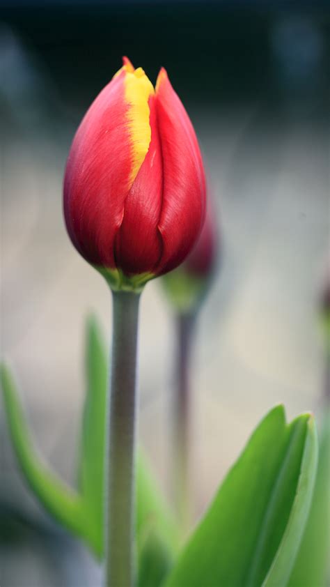 Red Tulip Best Htc One Wallpapers Free And Easy To Download
