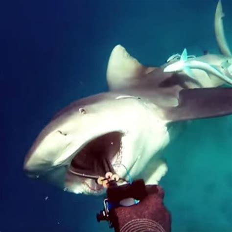 Frightening Video Captures The Exact Moment Bull Shark Attacks