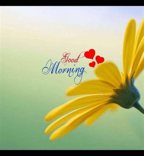 Today we have brought for you good morning quotes in hindi, messages, shayari and, wishes, which you can send to your friend, family. 60+ Most Beautiful Good Morning images with Flowers | Good ...