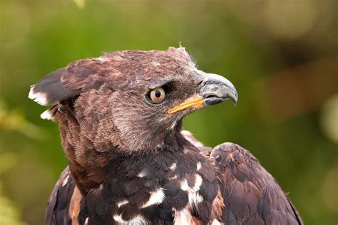 Crowned Eagle Discover Africas Most Powerful Eagle In 2021