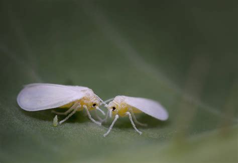 Control Whitefly Infestation Naturally Growing Spaces Greenhouses