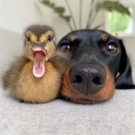 Chú vịt vàng ngu ngốc này là ai? Hình ảnh con vịt đẹp