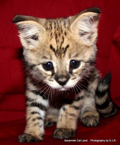 More than 1 baby savannah cat at pleasant prices up to 23 usd fast and free worldwide shipping! BG 1b Savannah cat queen - Savannah Kittens by Amanukatz
