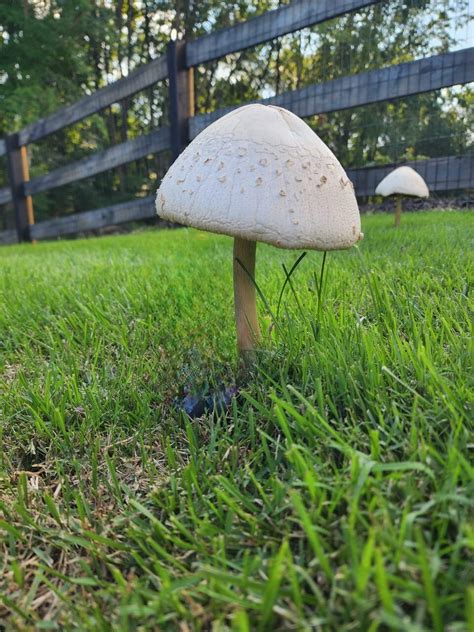 How To Get Rid Of Mushrooms In Your Yard