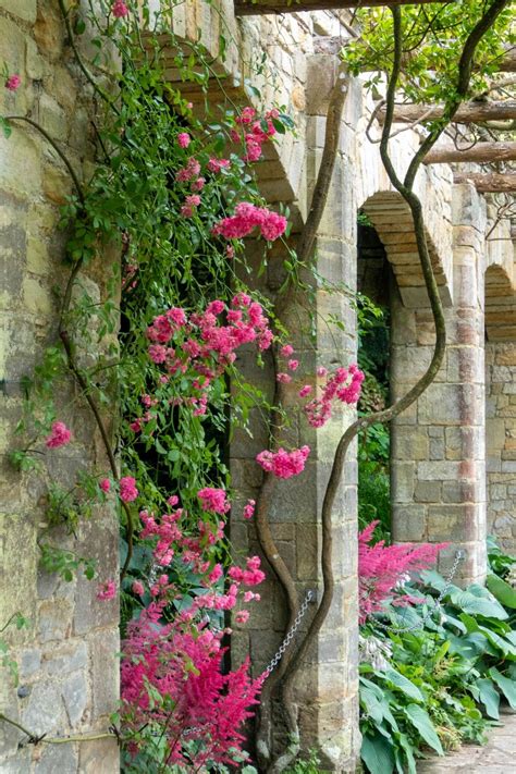 Growing Roses Expert Tips From Hever Castle Rose Garden The Middle
