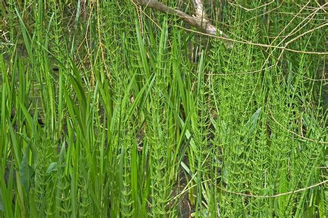 It looks like mini bamboo but without the leaves. Buy Horsetail Tea: Benefits, How to Make, Side Effects ...
