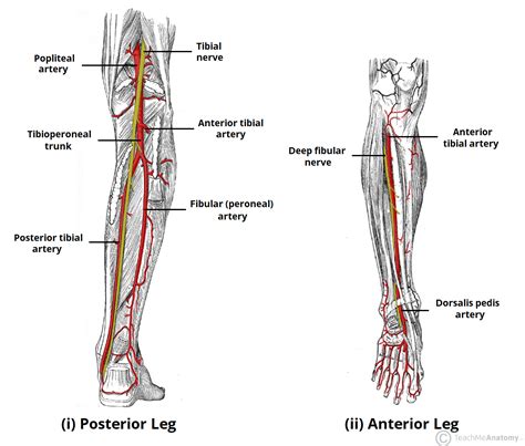 Vascular Anatomy Lower Extremity Anatomical Charts Posters