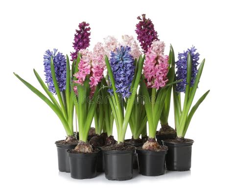 Beautiful Spring Hyacinth Flowers Stock Image Image Of Colorful T