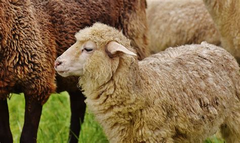 Sheep Farm Animals Facts And News