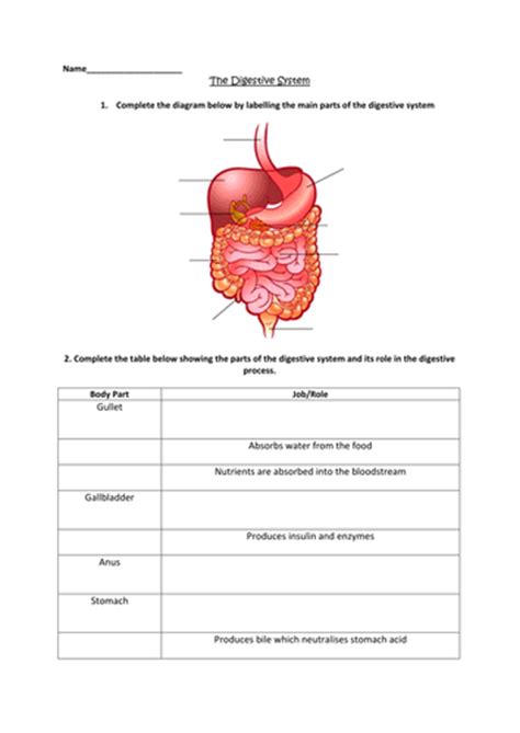digestive system worksheet  clairemcdowall teaching resources tes