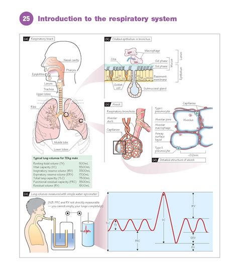 Introduction To The Respiratory System Pediagenosis