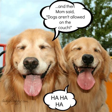 78 Best Images About Funny Goldens On Pinterest The Golden Dads And