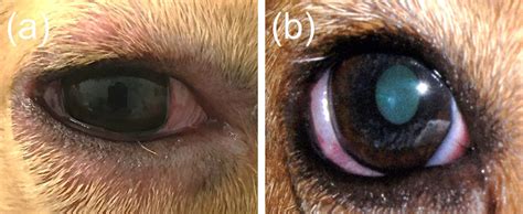 Identify And Treat Conjunctivitis Aka Pink Eye In Dogs Page Sep