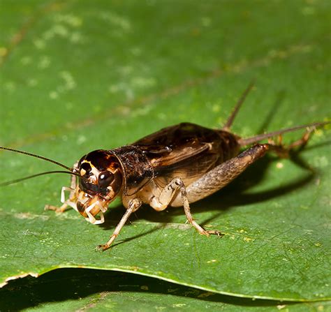 It is okay to eat them. Japanese Burrowing Cricket — A New Singer on the Scene ...