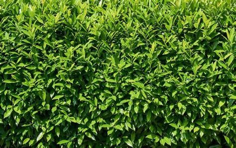 14 Low Growing Evergreen Shrubs For Borders