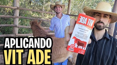 Ade Para Cavalo Para Que Serve