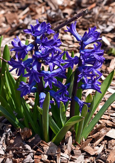 Blue Hyacinth Photograph By Maria Keady Fine Art America