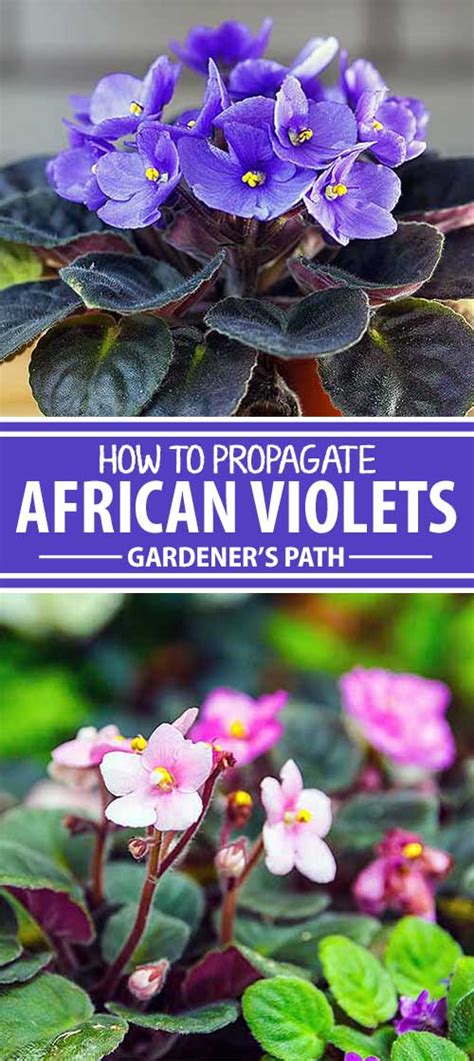 How To Propagate African Violets From Leaf Cuttings Gardeners Path