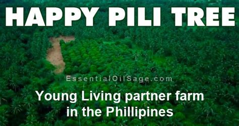 Happy living philippines corporation is an enterprise based in philippines. Happy Pili Tree Farm: Young Living partner in the ...