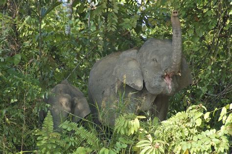 Borneo Pygmy Elephant Sukau Malaysia Borneodwergolifant Flickr