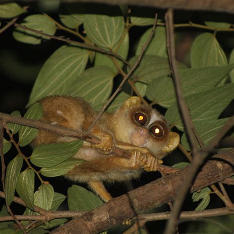 The Malabar Grey Slender Loris Loris Lydekkerianus Malabaricus ©roshin