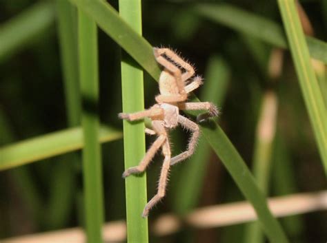 Golden Huntsman Spider Olios Sp Borrego Springs Ca 7 Flickr