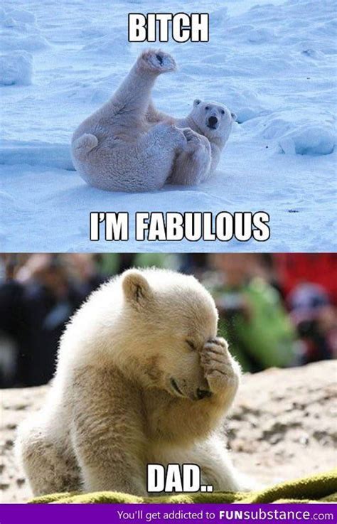 Pin By Cj Dj On Funnies Funny Bears Polar Bear Jokes Cute Animal Memes