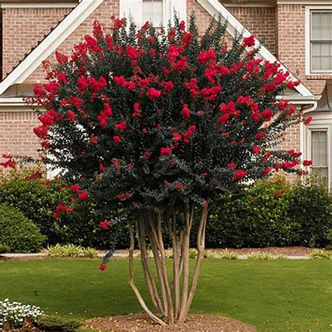 2 Gallon Red Black Diamond Crapemyrtle Best Red Flowering Tree In Pot