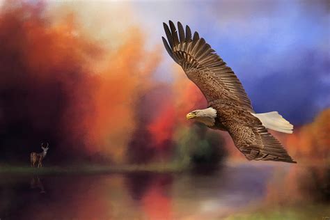 Fall Flight Bald Eagle Photograph By Jai Johnson Fine Art America