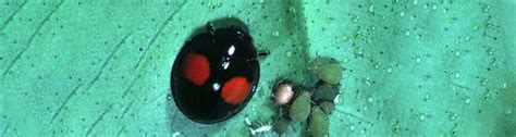 Q I Found A Black Ladybug And It Has Two Red Spots On It I Have Never Seen One Like It Before