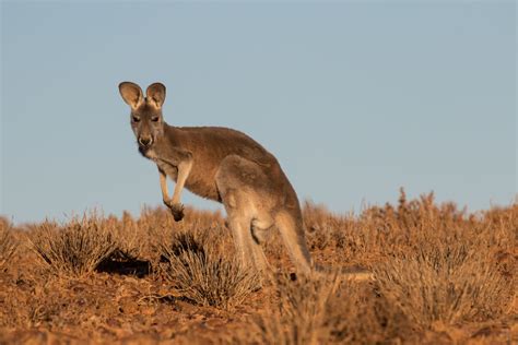Where Can I See The Common Wallaroo In The Wild