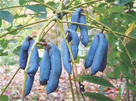 Decaisnea Fargesii Seeds Blue Sausage Tree Achetez Sur Ebay