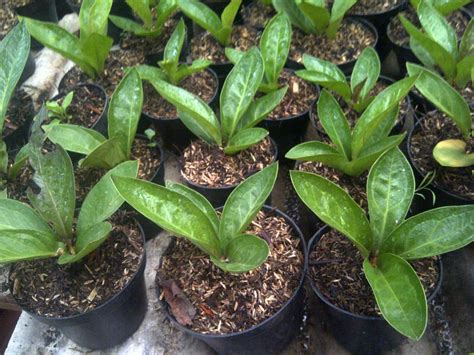 Jelajah Nursery - Anthurium