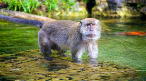 Visit Monkey Jungle In Miami Expedia
