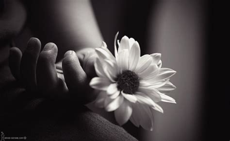 Click on image to view plant details. black and white, flower, photography, pretty - image ...