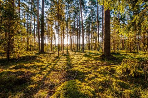 Sunrise In Pine Forest Stock Image Image Of Grass Forest 155801137