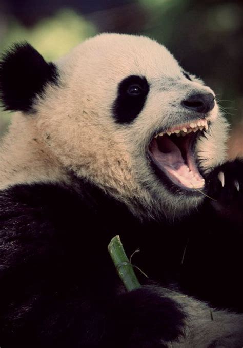 Angry Panda Kaylanis Kind Of Pictures Pinterest