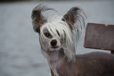 Breed Highlight Chinese Crested All Pets Blog Of Current Happenings