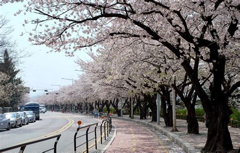 7 Spot Terbaik Untuk Melihat Cherry Blossom Di Korea Selatan Namsan