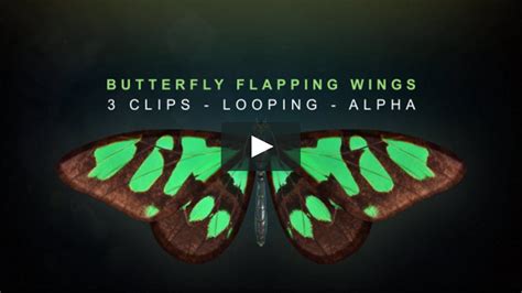 Butterfly Flapping Wings Animation On Vimeo