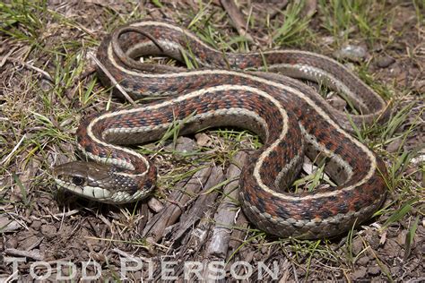 Western Terrestrial Garter Snake California Garter Snakes · Naturalista