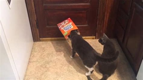 Funny Cats Hilariously Playing With Box Video Ebaums World