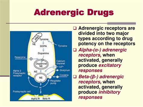 Classification Of Adrenergic Drugs According To Receptor Pdf