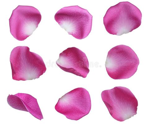 Fresh Pink Rose Petals On White Background Top View Stock Image
