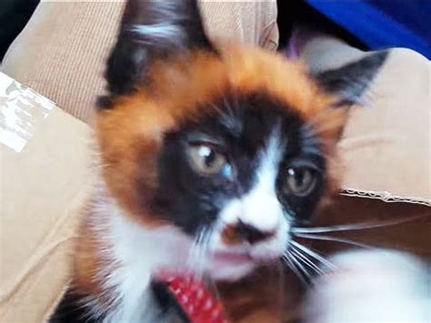 Red Panda Kitten New Breed Or Adorable Mutant Video Cat